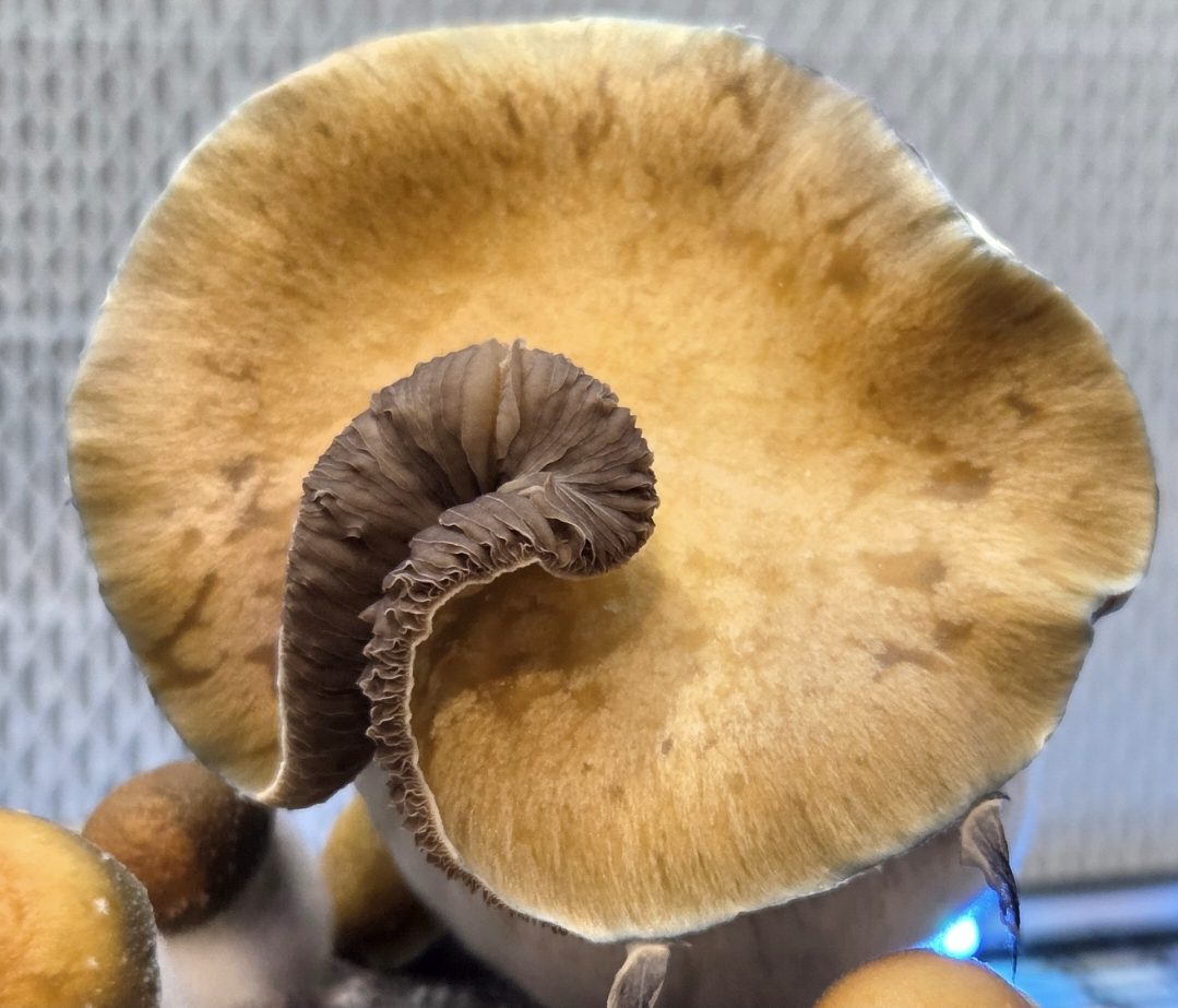 MEGA MAK 188 (Megaton x Melmak TP) Spore Swabs - Image 3
