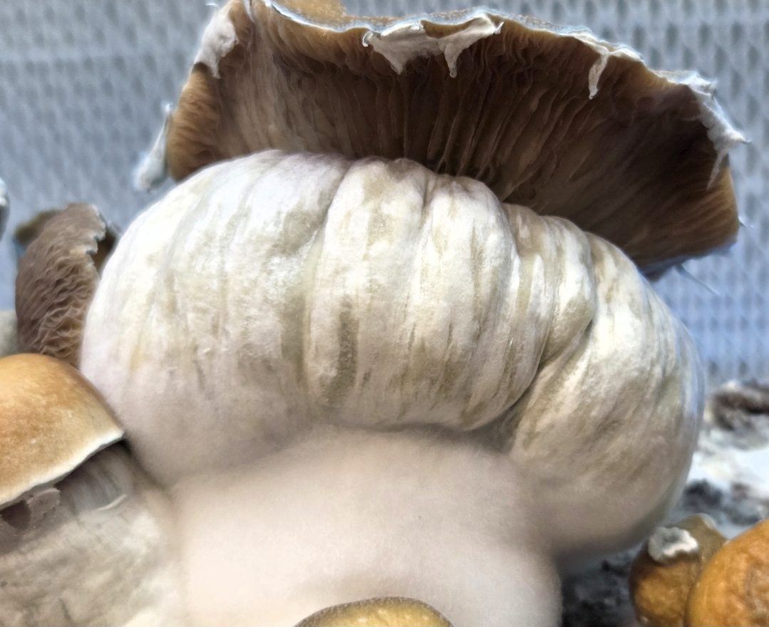 MEGA MAK 188 (Megaton x Melmak TP) Spore Swabs - Image 2
