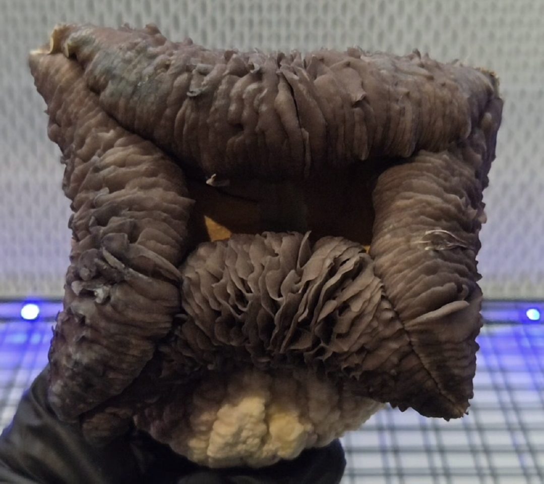 Dwarphoria (Dwarf King x TBC) Spore Swabs - Image 11