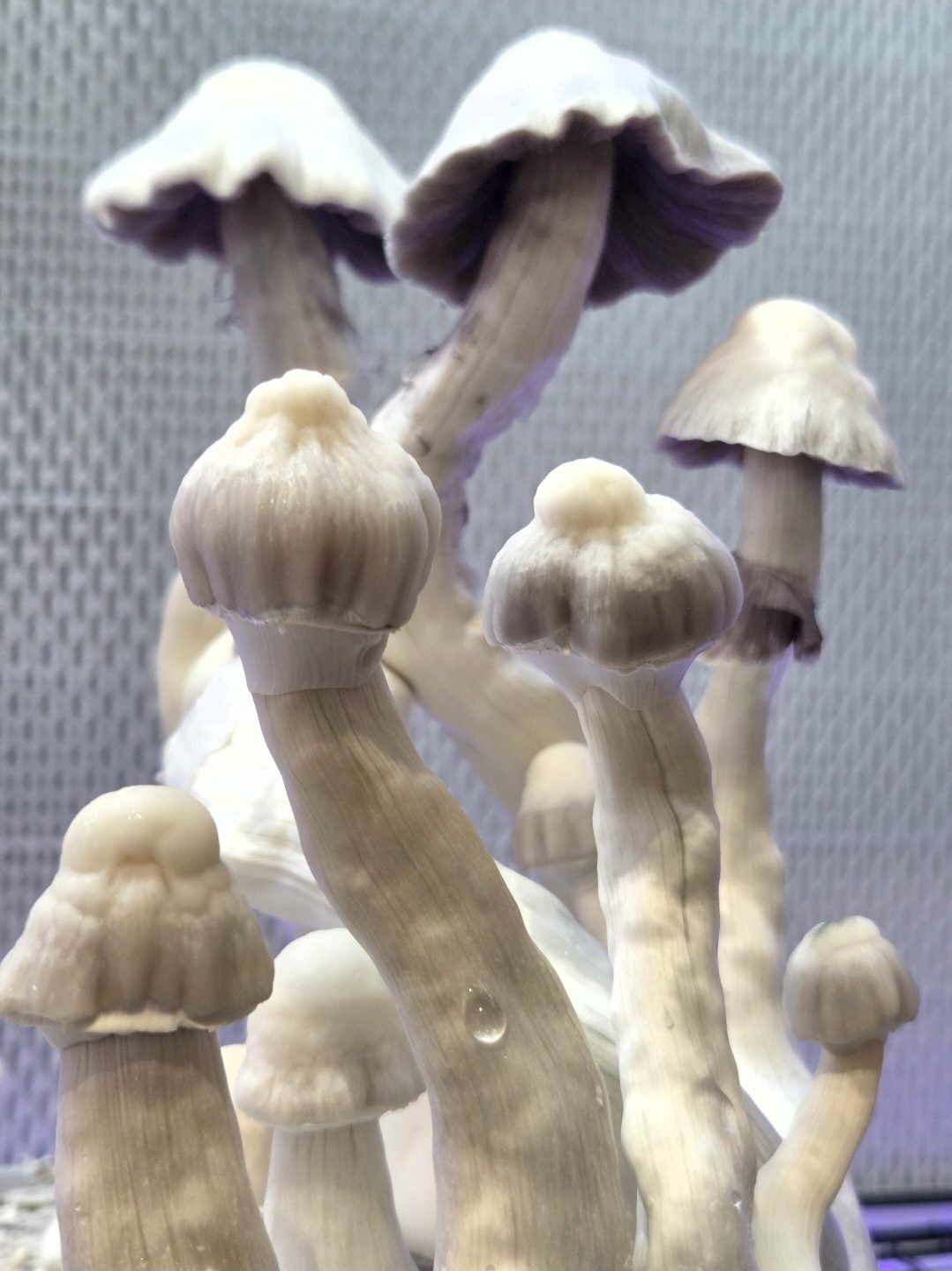 Safari 402 (Shakti Blue Mutant 227 x Great White Monster) Spore Syringe - Image 6