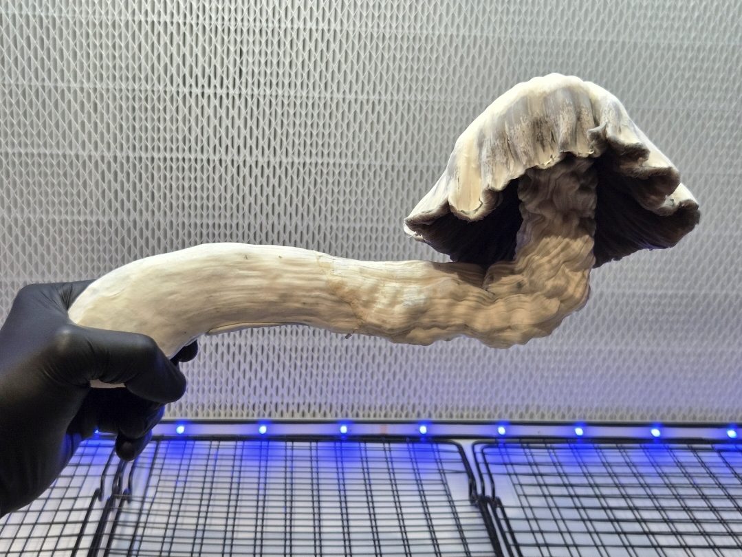 Safari 402 (Shakti Blue Mutant 227 x Great White Monster) Spore Syringe - Image 2