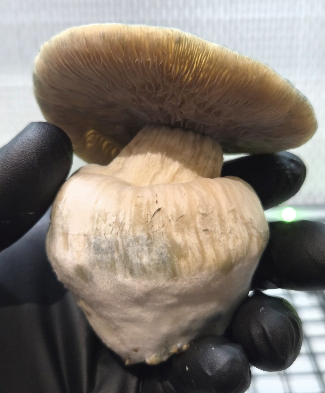 MEGA MAK 188 (Megaton x Melmak TP) Spore Swabs - Image 5