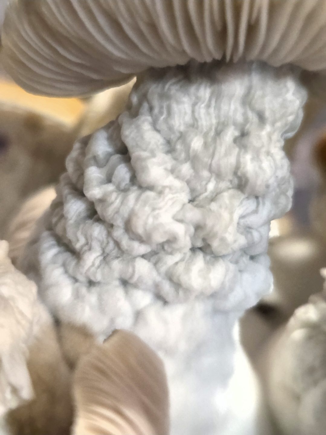 Steel Ether (Steel Magnolia x KSAT Clouds) Spore Syringe - Image 6