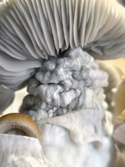 Steel Ether (Steel Magnolia x KSAT Clouds) Spore Swabs