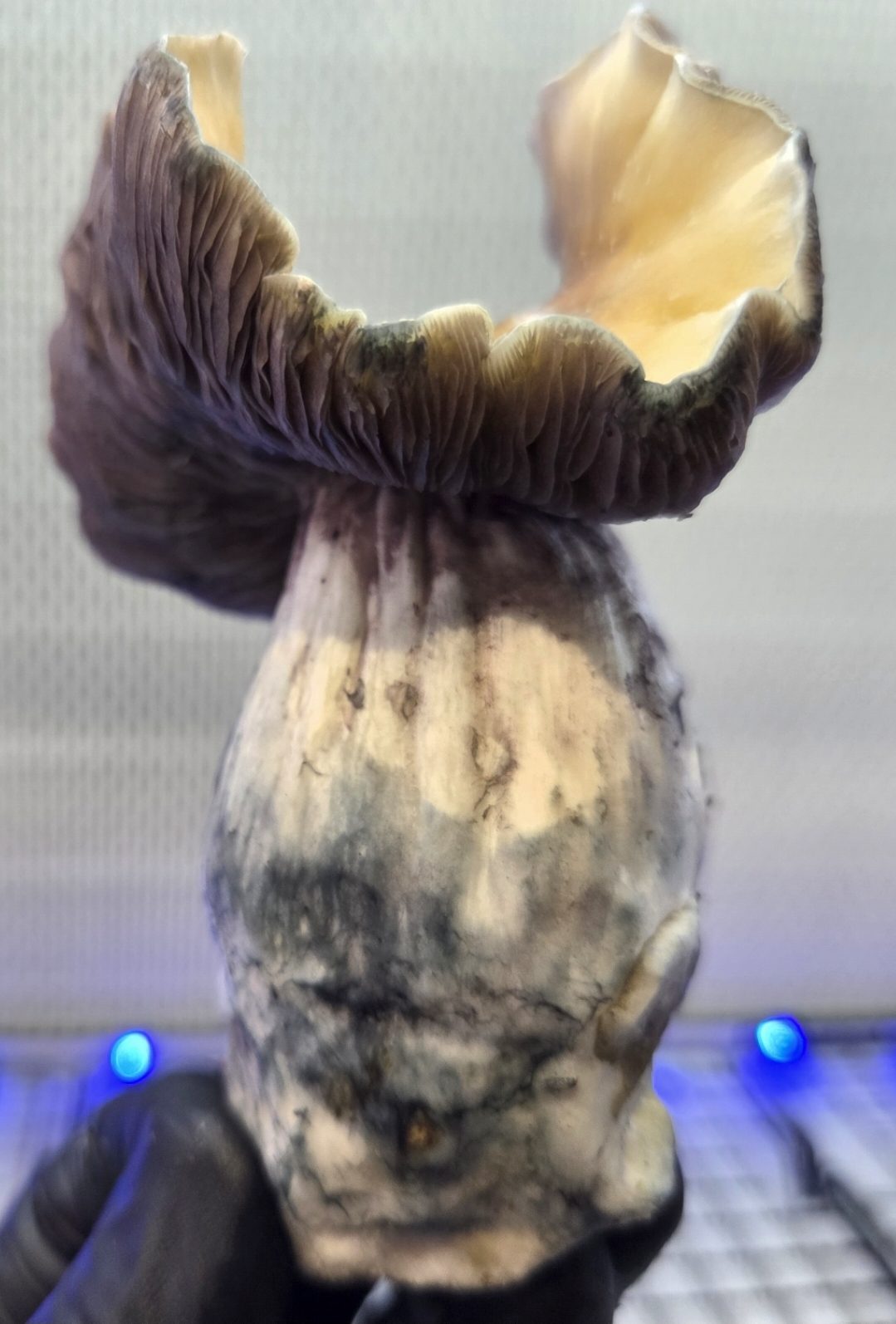 Steel Ether (Steel Magnolia x KSAT Clouds) Spore Syringe - Image 7