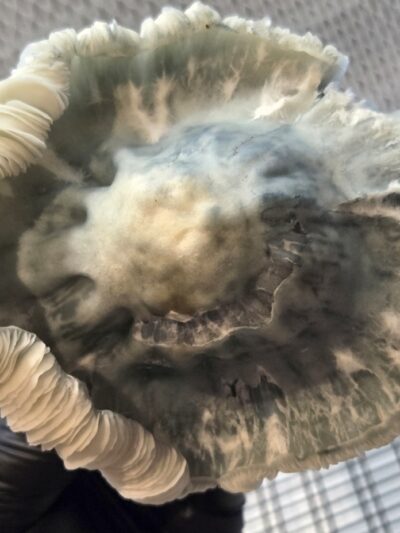 Psyclone (Shakti Blue Mutant x TAT Black Cap) 10cc iso Spore Swabs