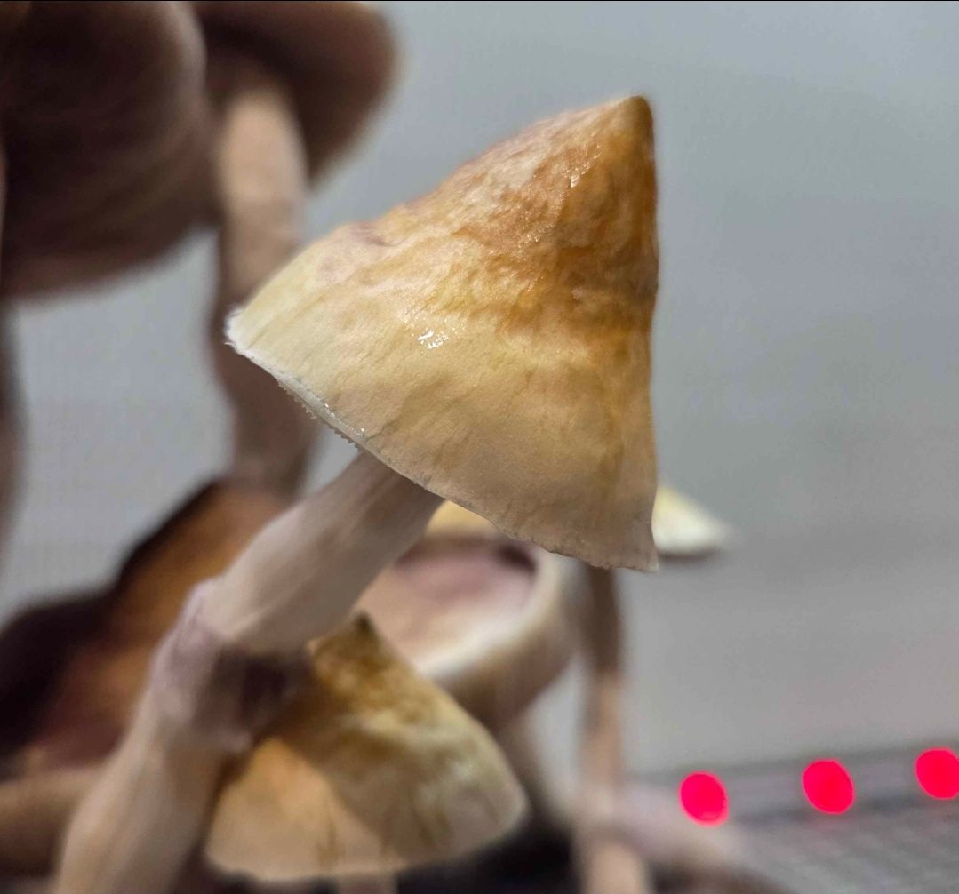 Creature 801 x Albino Trinity Spore Swabs - Image 3