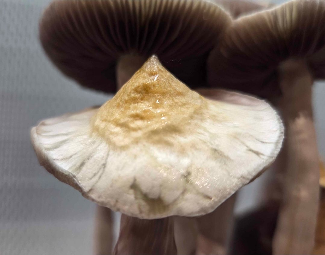 Creature 801 x Albino Trinity Spore Swabs - Image 4