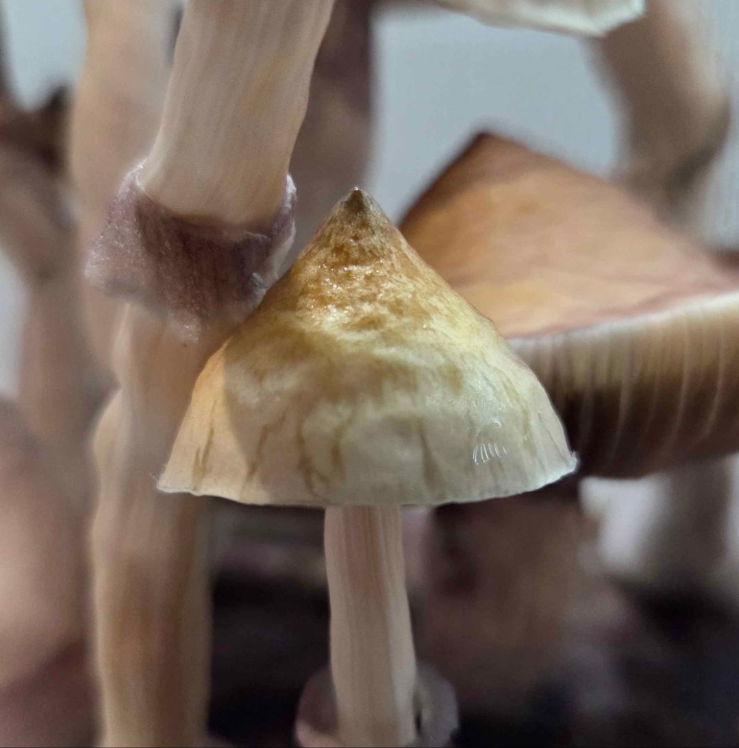 Creature 801 x Albino Trinity Spore Swabs - Image 6
