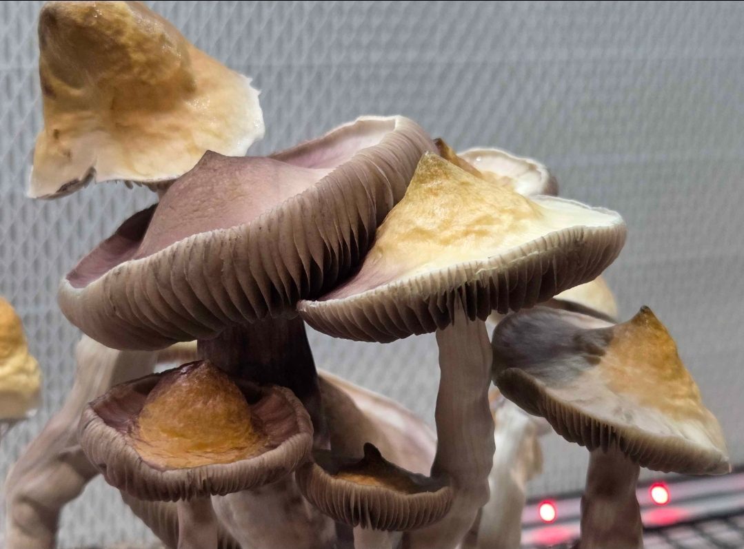 Creature 801 x Albino Trinity Spore Swabs