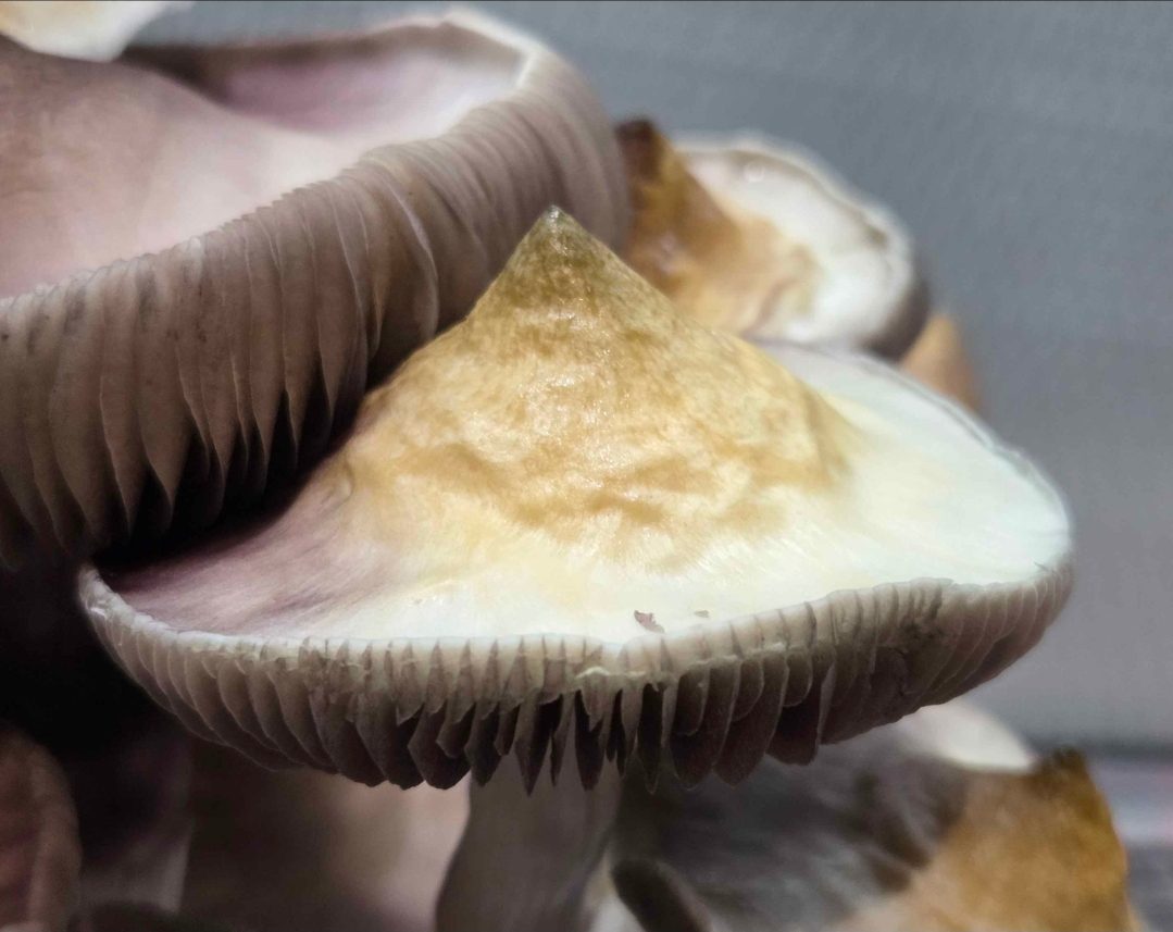 Creature 801 x Albino Trinity Spore Swabs - Image 8