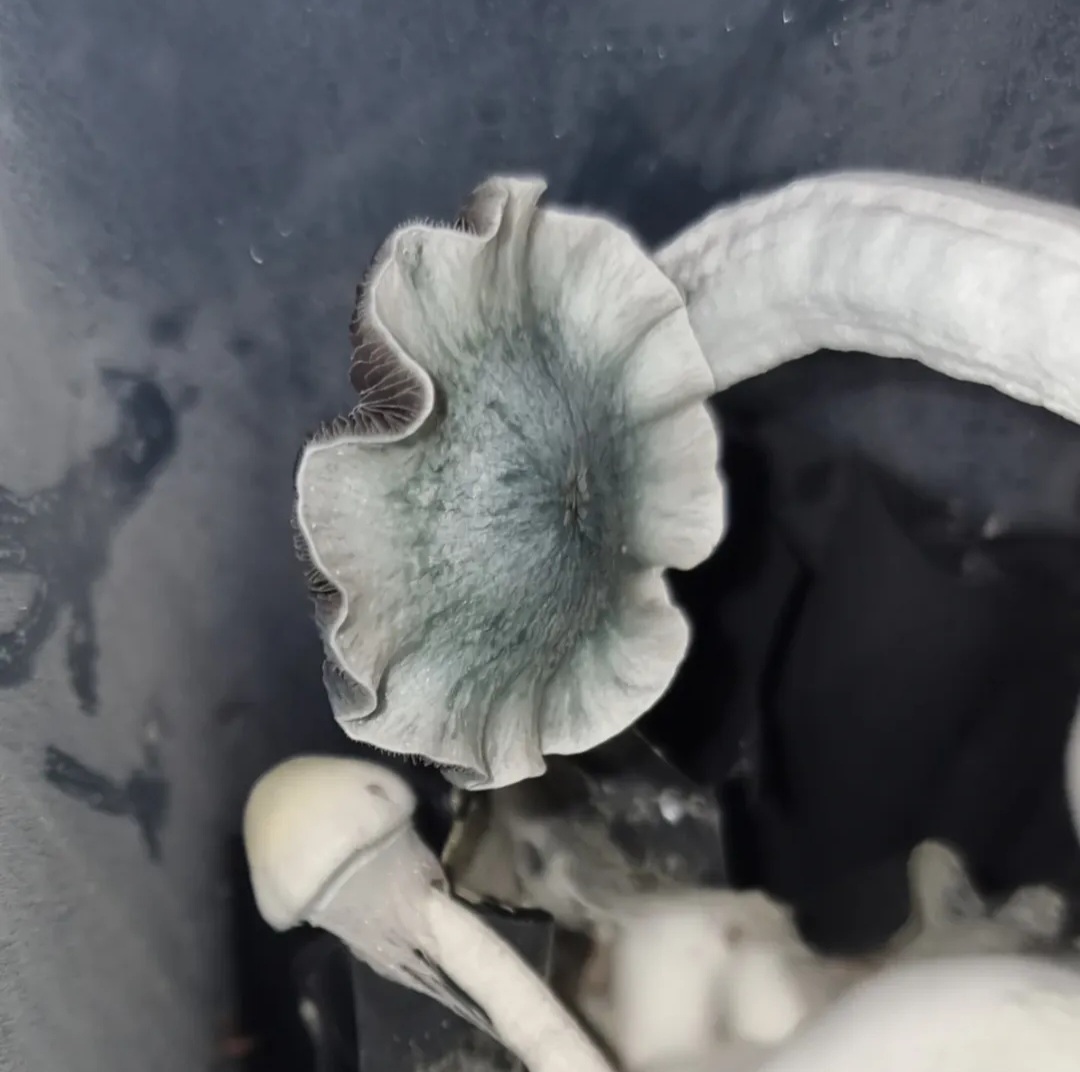 P Ochra (Natalensis) Black Cap Spore Print (Psilosaurus Iso) - Image 2