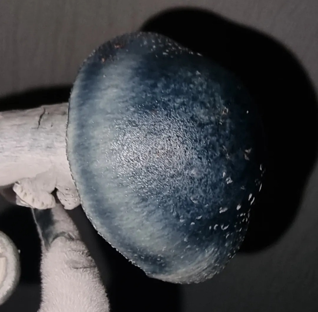 P Ochra (Natalensis) Black Cap Spore Print (Psilosaurus Iso) - Image 4