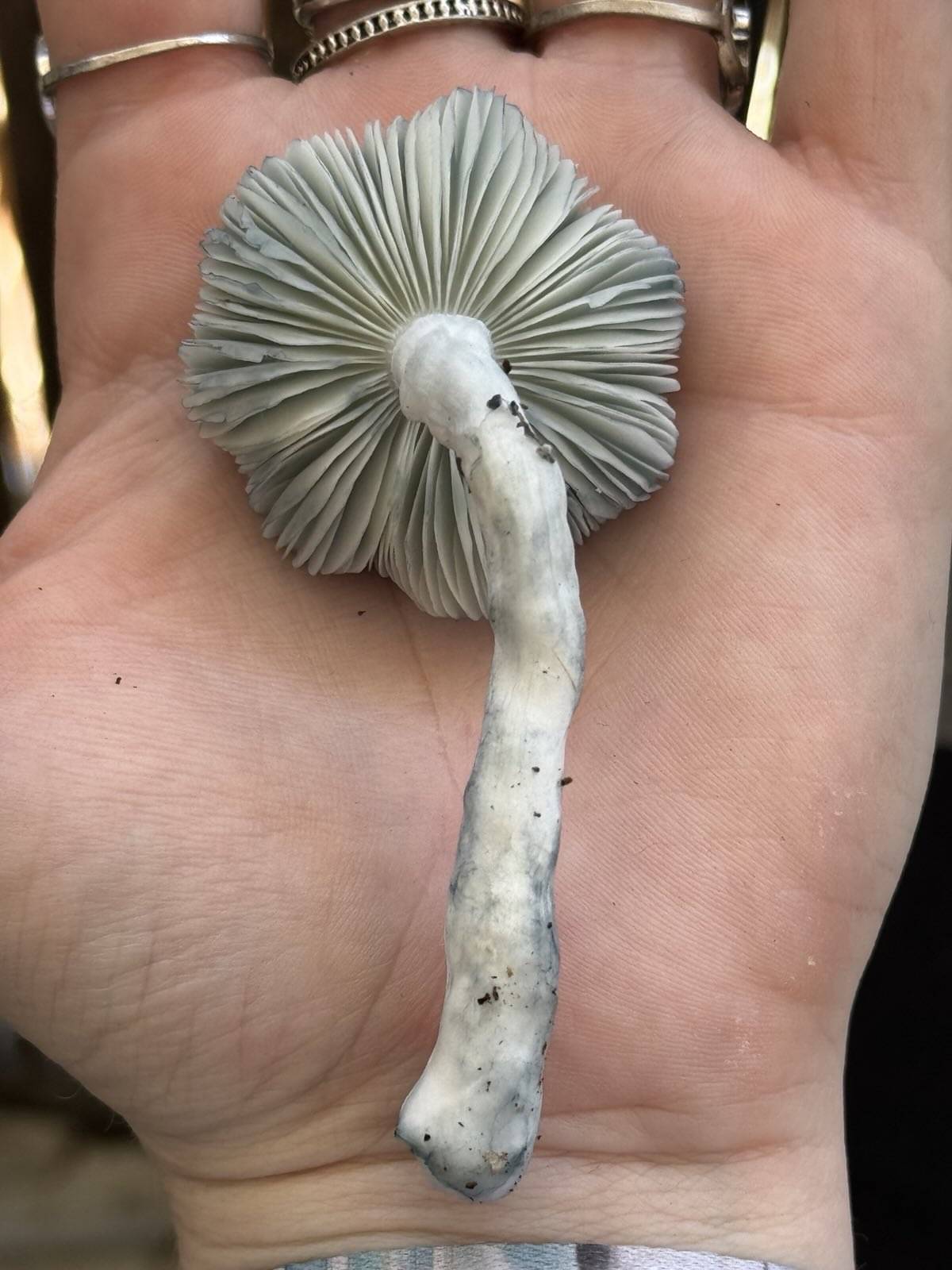 Gargamel (Smurf TAT x TAT Black Cap) Spore Syringe - Image 6