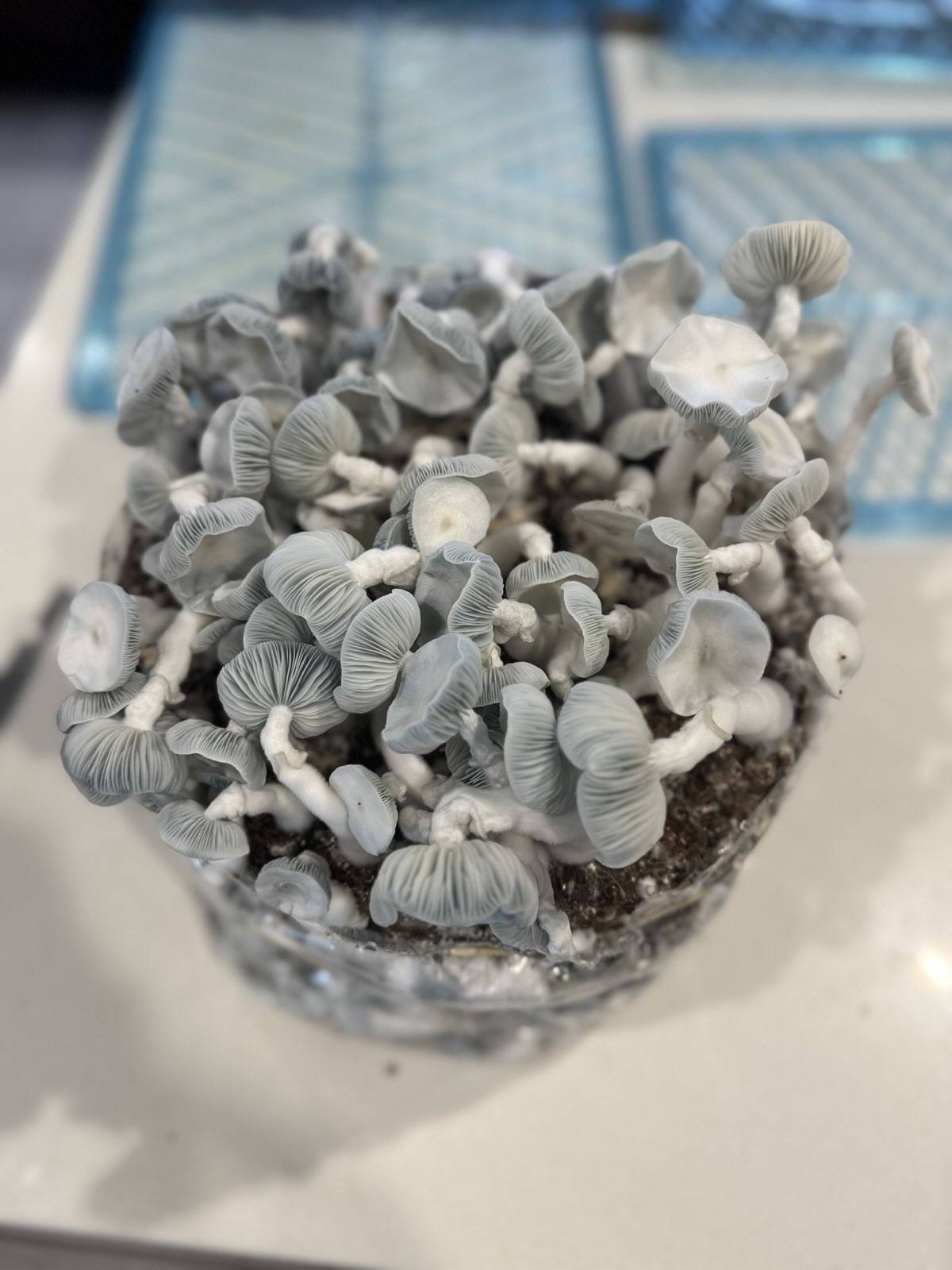 Gargamel (Smurf TAT x TAT Black Cap) Spore Syringe - Image 7