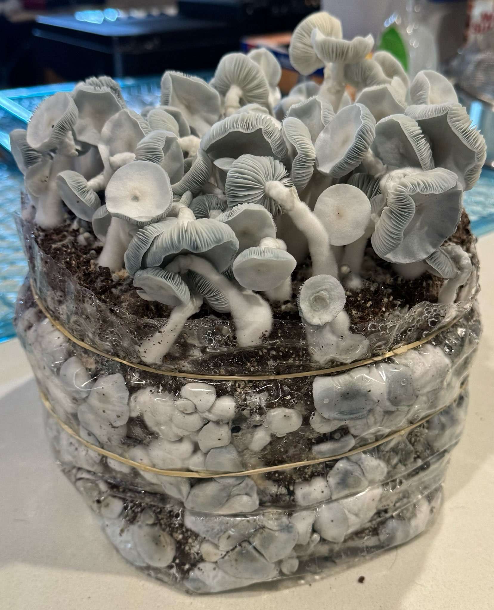 Gargamel (Smurf TAT x TAT Black Cap) Spore Syringe - Image 13