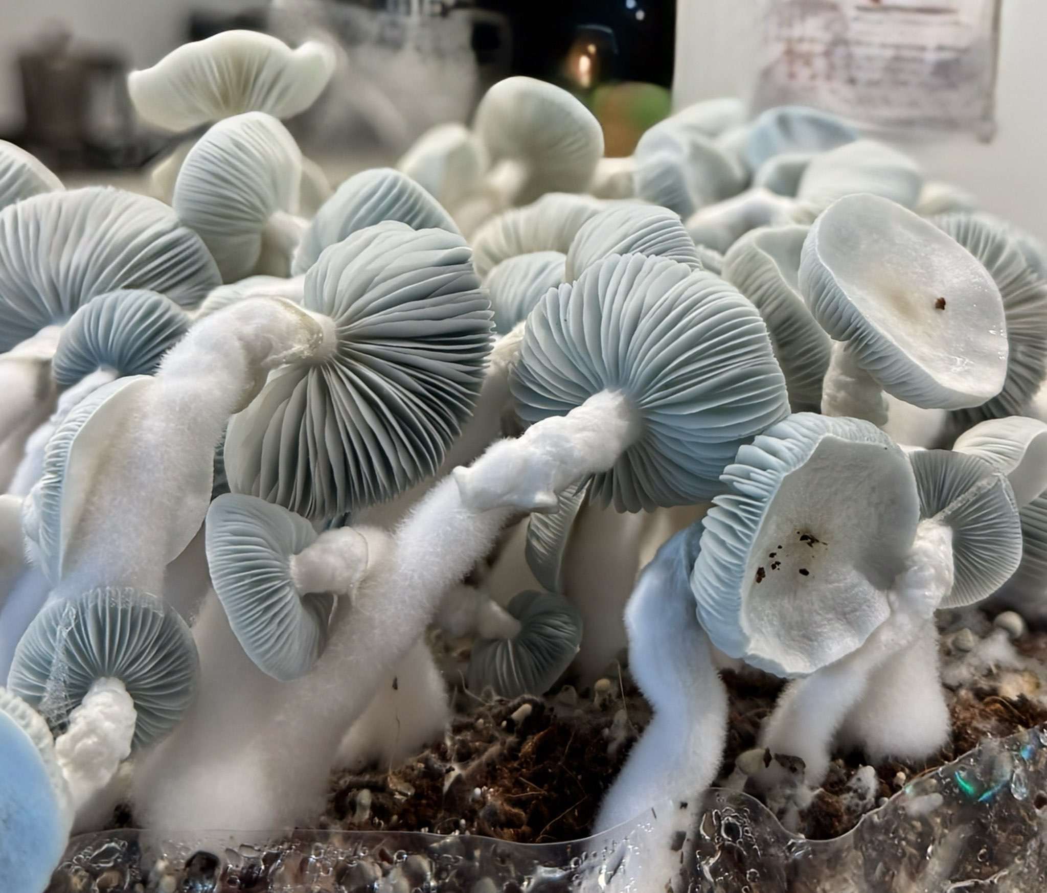 Gargamel (Smurf TAT x TAT Black Cap) Spore Syringe - Image 11