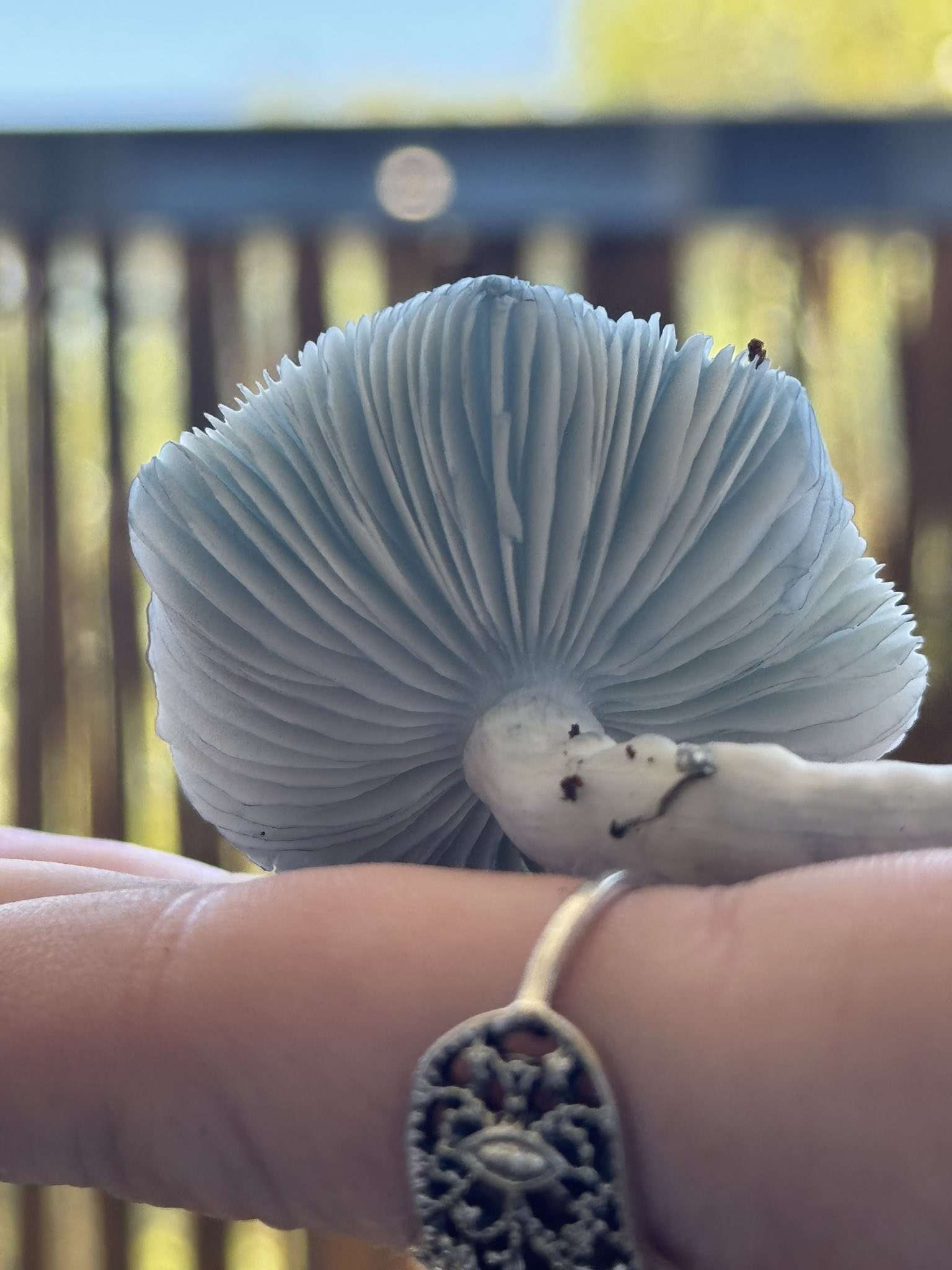 Gargamel (Smurf TAT x TAT Black Cap) Spore Syringe - Image 9