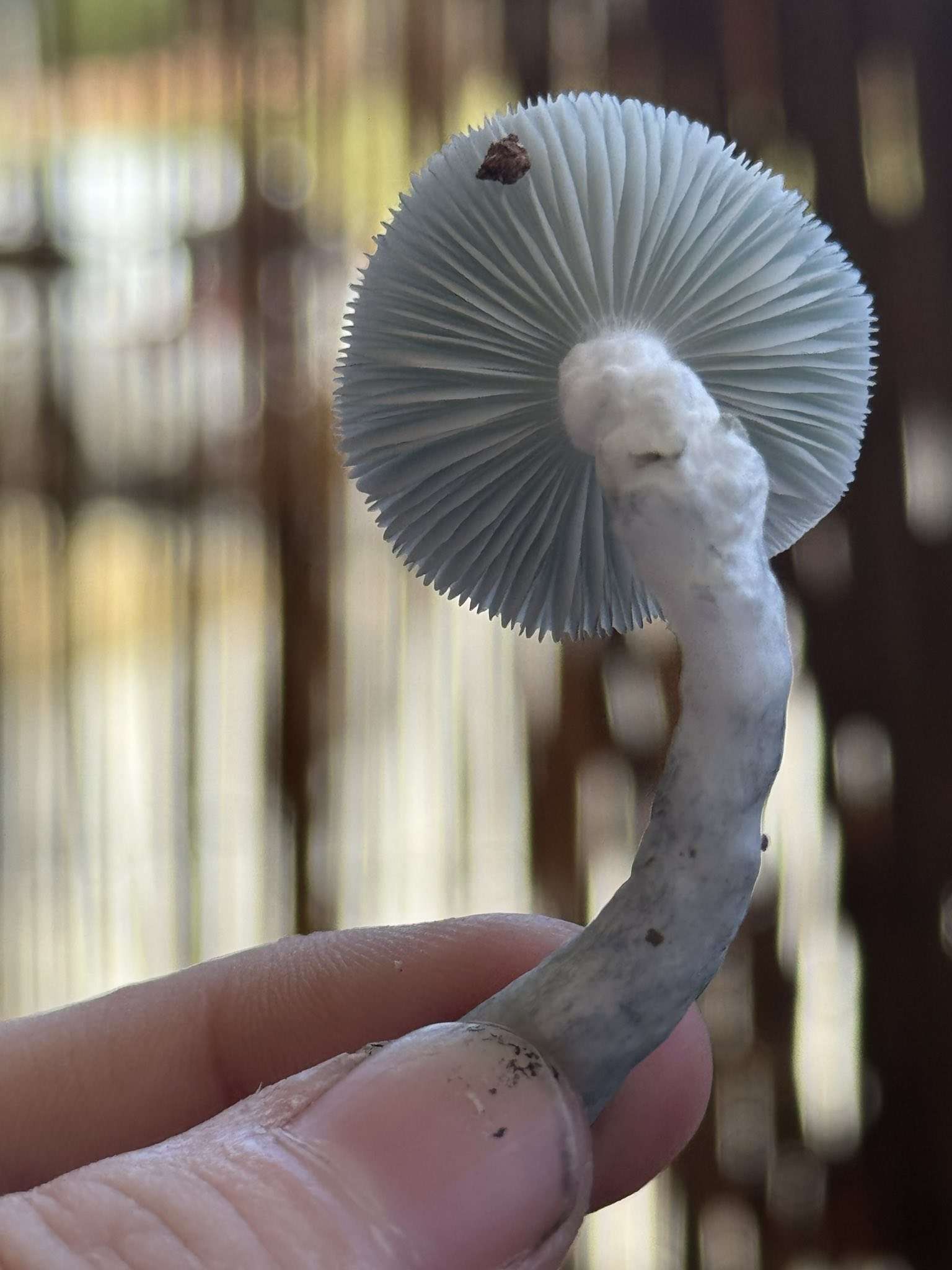 Gargamel (Smurf TAT x TAT Black Cap) Spore Syringe - Image 8