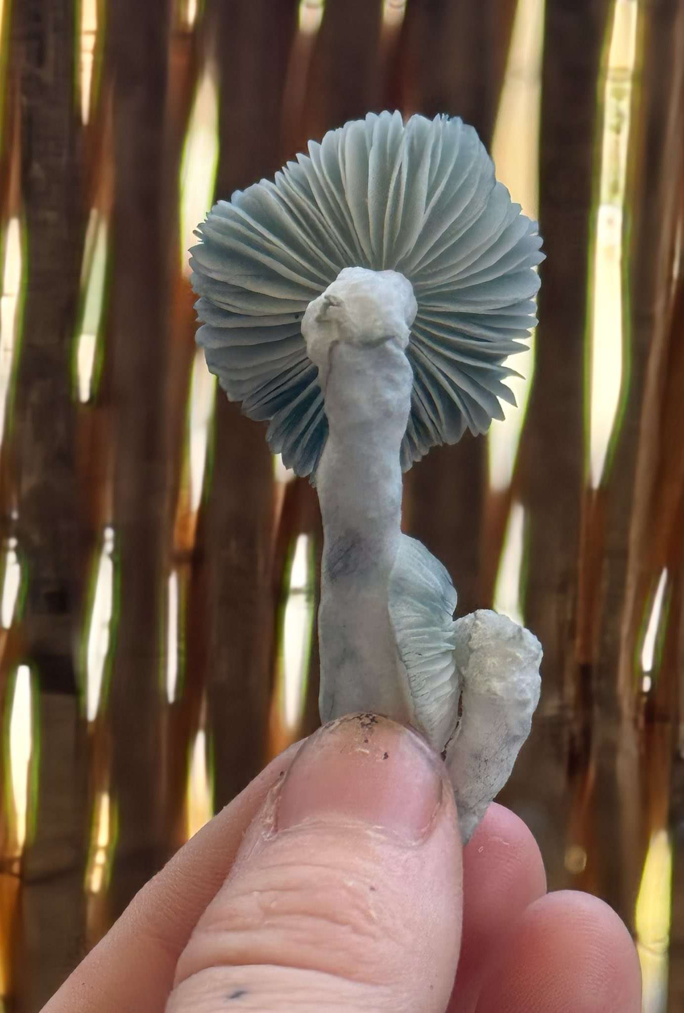 Gargamel (Smurf TAT x TAT Black Cap) Spore Syringe - Image 10