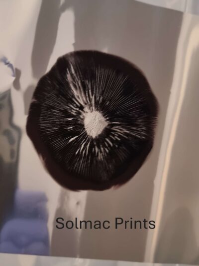 Solmac HUGE Spore Prints