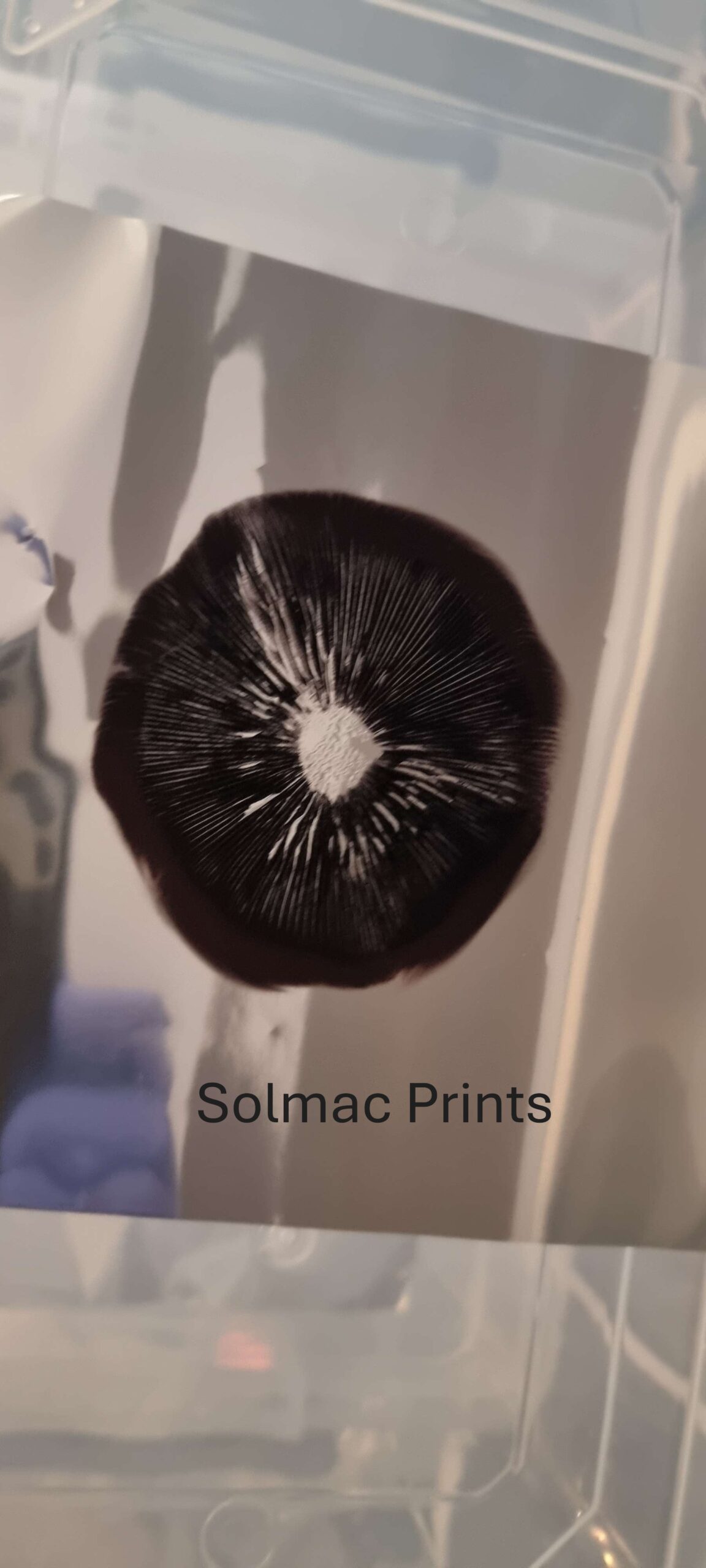 Solmac HUGE Spore Prints