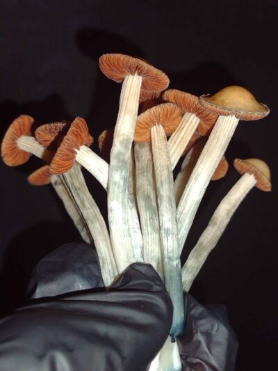 Komodo x BVI Spore Swabs