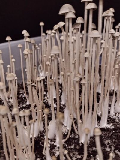 Keystone (Pan Cyan) Spore Swabs