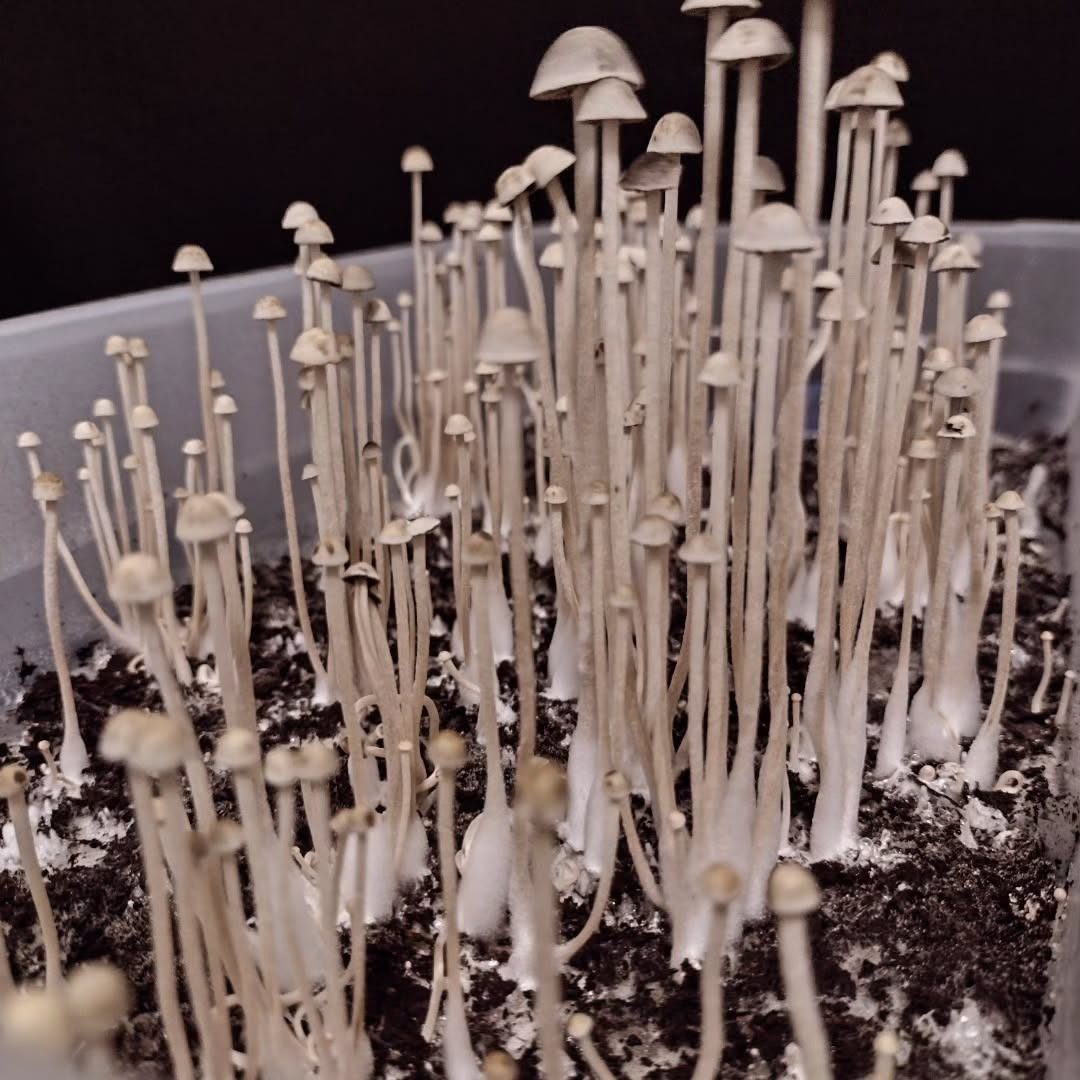Keystone (Pan Cyan) Spore Swabs