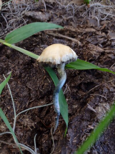 Panther Point (Pan Cyan) Spore Swabs