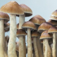 Mckennaii Spore Syringe