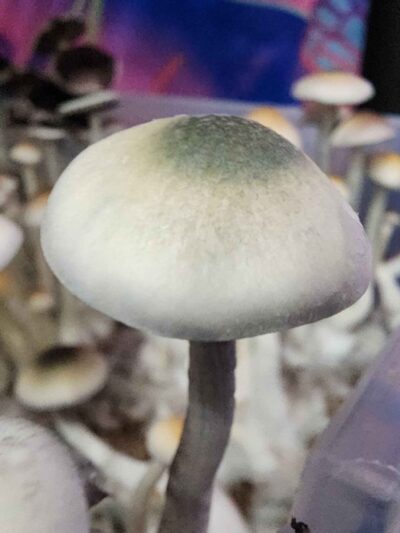 Natalensis Green Cap