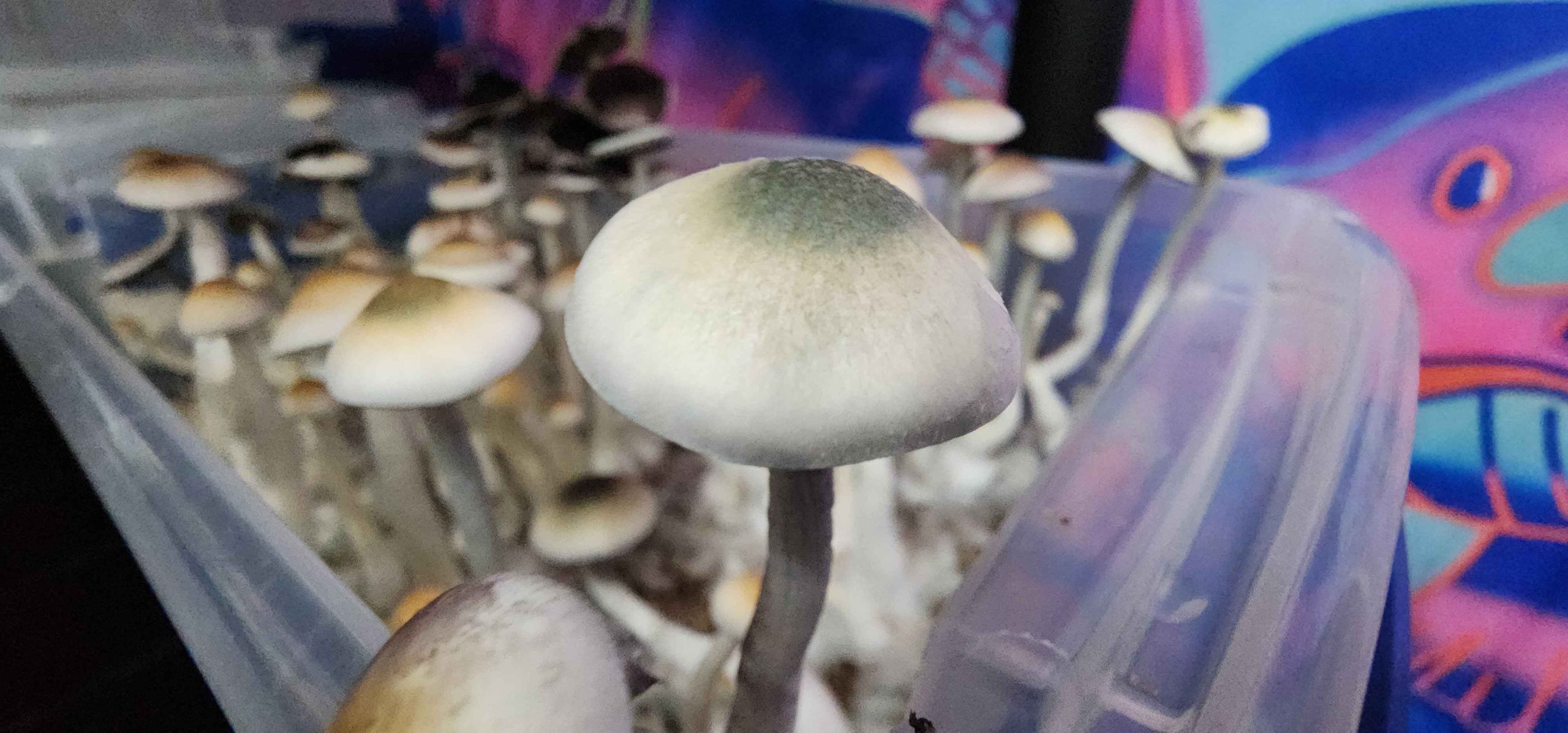Natalensis Green Cap