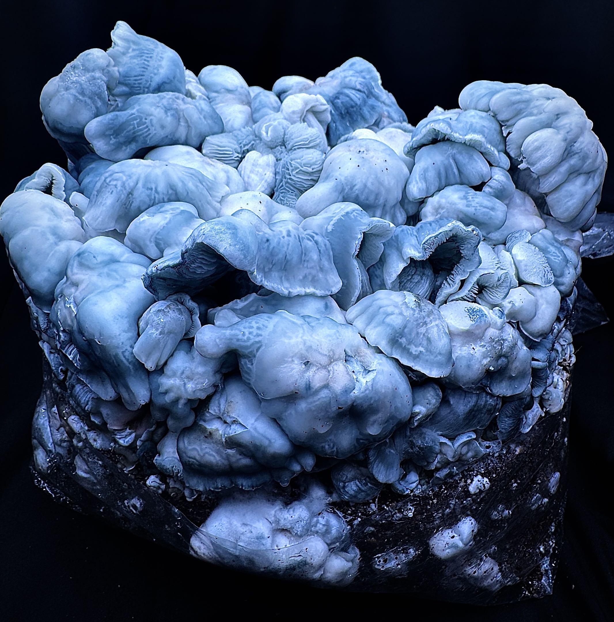 Blue Voodoo (Blue Ravioli x Natal Moon) iso Spore Syringe - Image 3