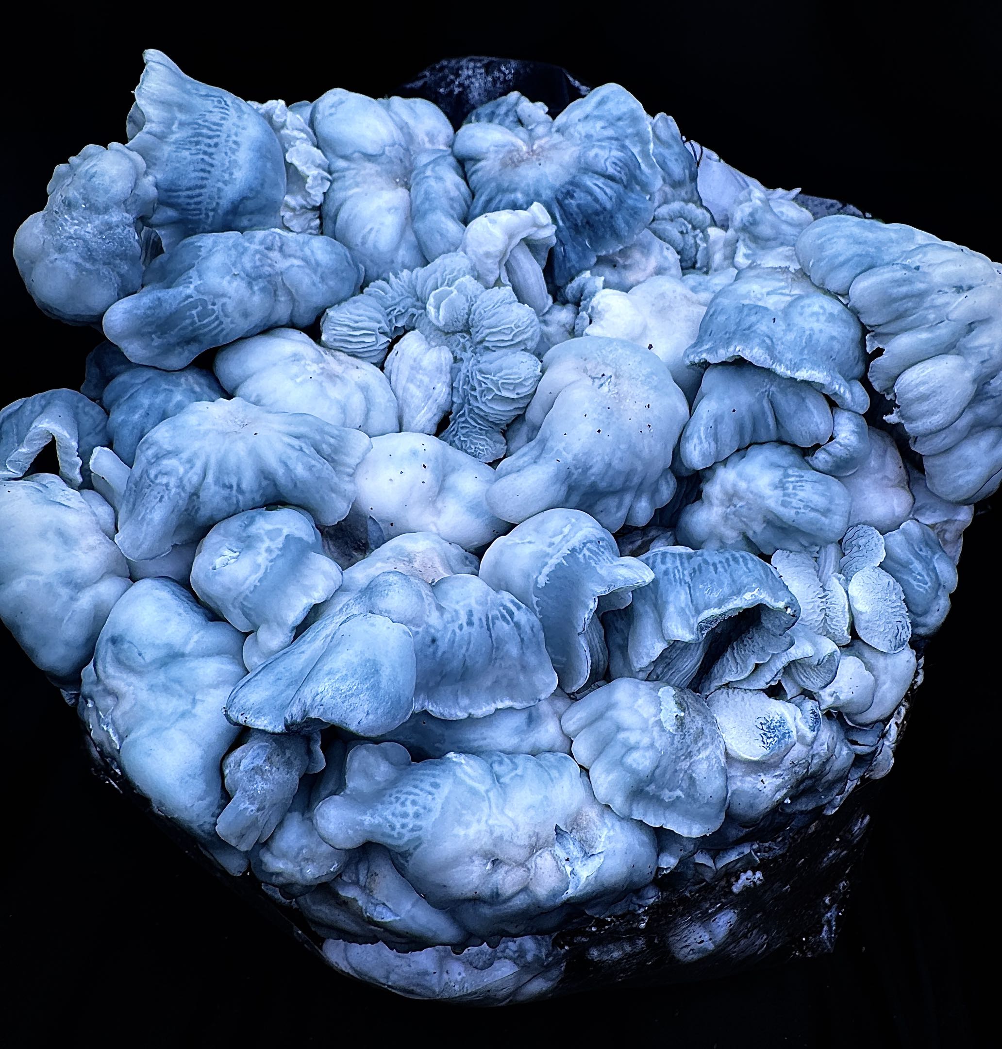 Blue Voodoo (Blue Ravioli x Natal Moon) iso Spore Syringe - Image 2