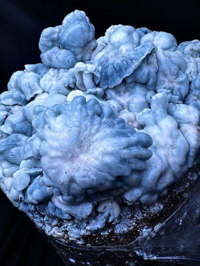 Blue Voodoo (Blue Ravioli x Natal Moon) iso Spore Syringe