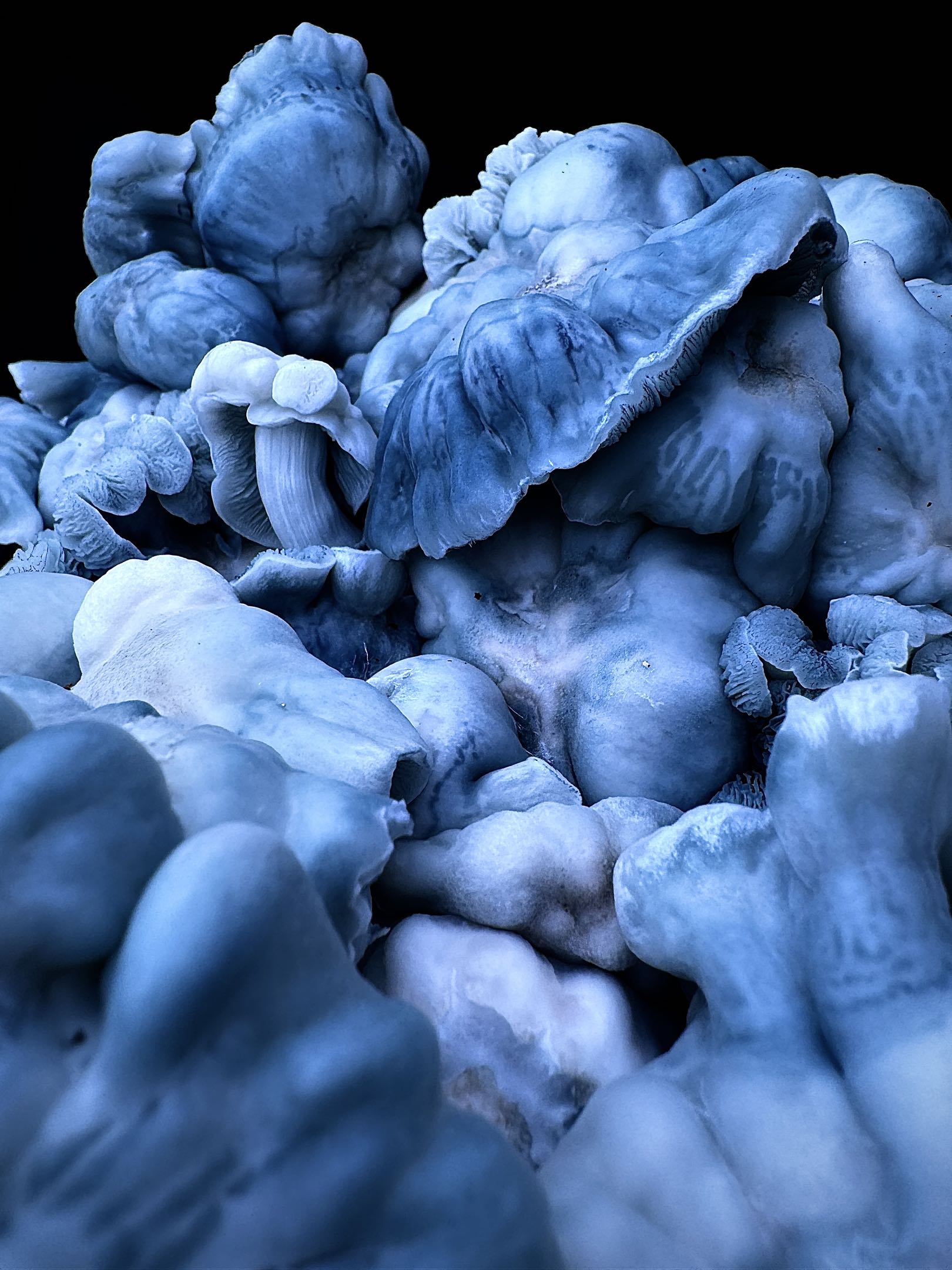 Blue Voodoo (Blue Ravioli x Natal Moon) iso Spore Syringe - Image 4