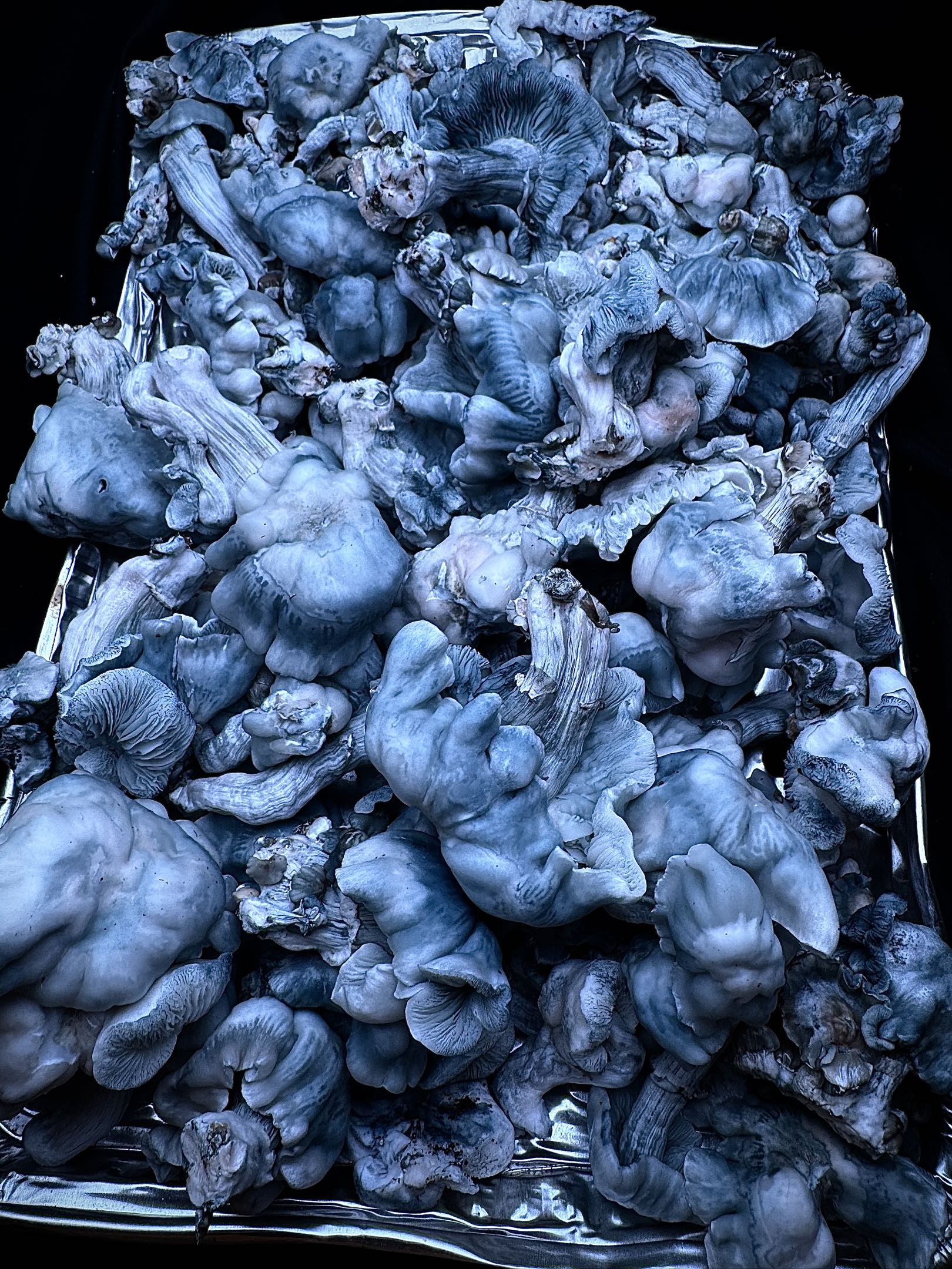 Blue Voodoo (Blue Ravioli x Natal Moon) iso Spore Syringe - Image 5