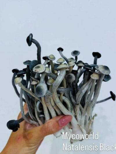 P Ochra (prev. Natalensis) Black Cap