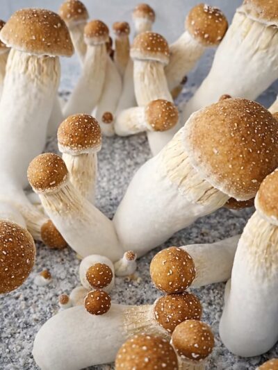 Spotted Dick PE iso (Penis Envy) Spore Syringe