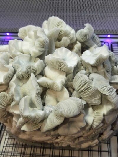 Albino Blue Dwarf Toast Spore Syringe 10ml