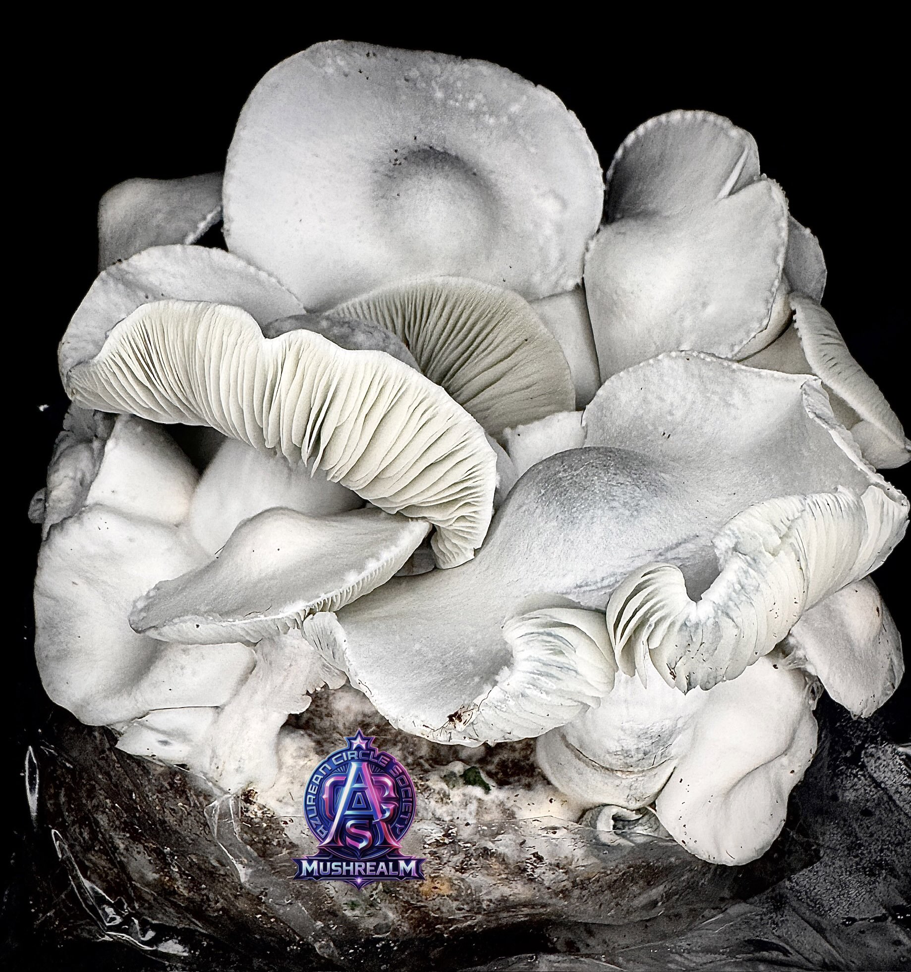 MFH Ape - Isolated Spore Syringe - Image 3