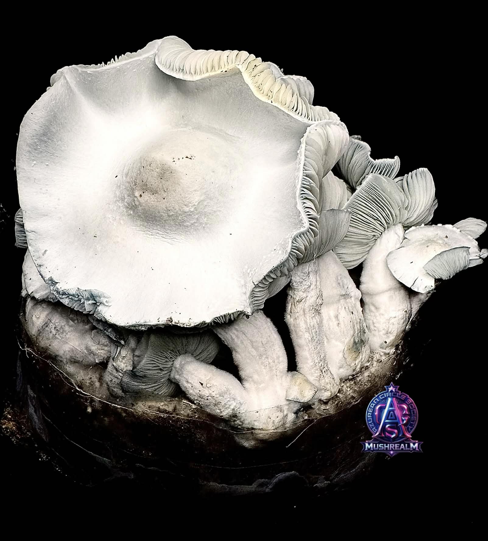 MFH Ape - Isolated Spore Syringe - Image 2